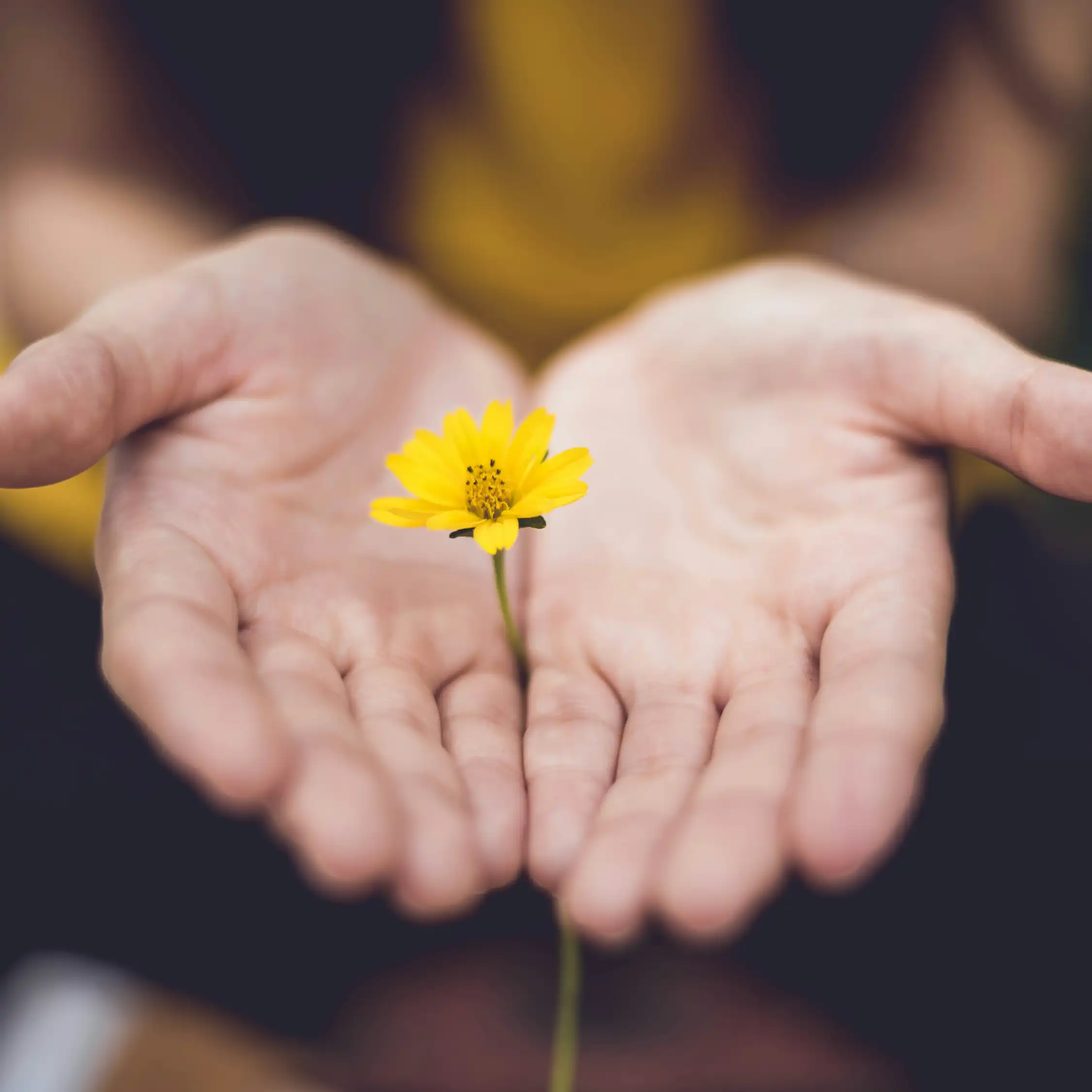 Hands holding yellow flower representing kindness and empathy
